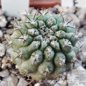 eriosyce heinrichiana Vicuña