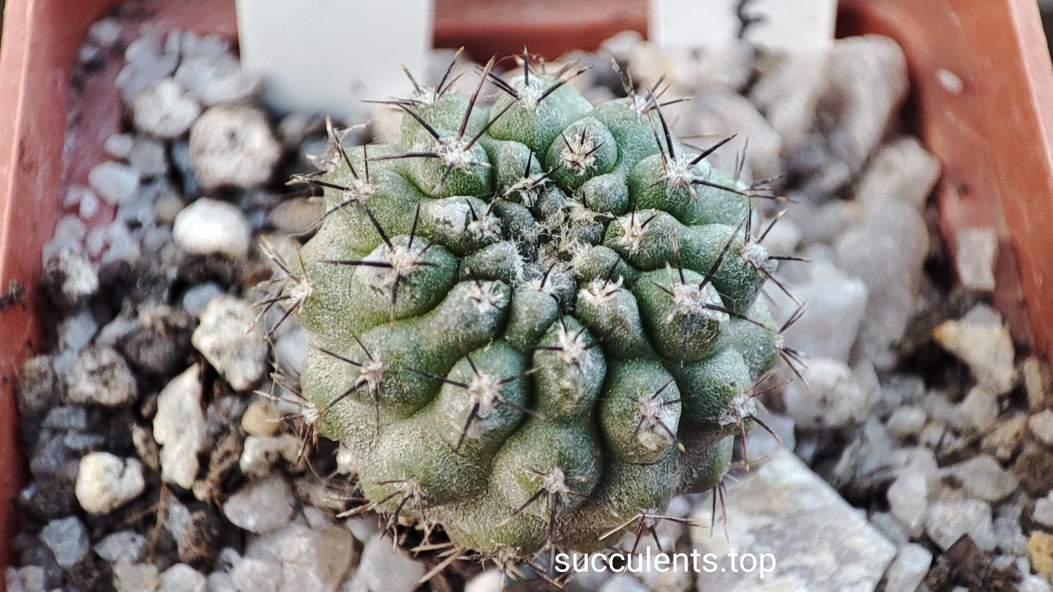 eriosyce heinrichiana Vicuña