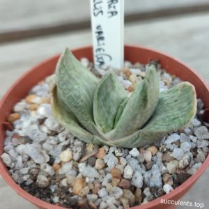gasteria gracilis variegata
