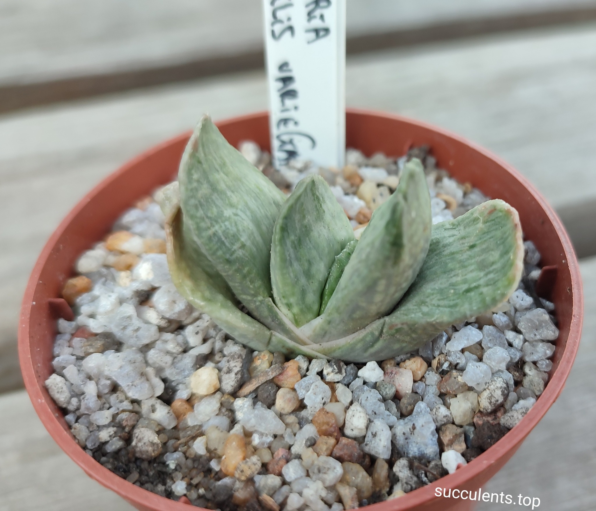 gasteria gracilis variegata