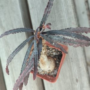 euphorbia francoisii red