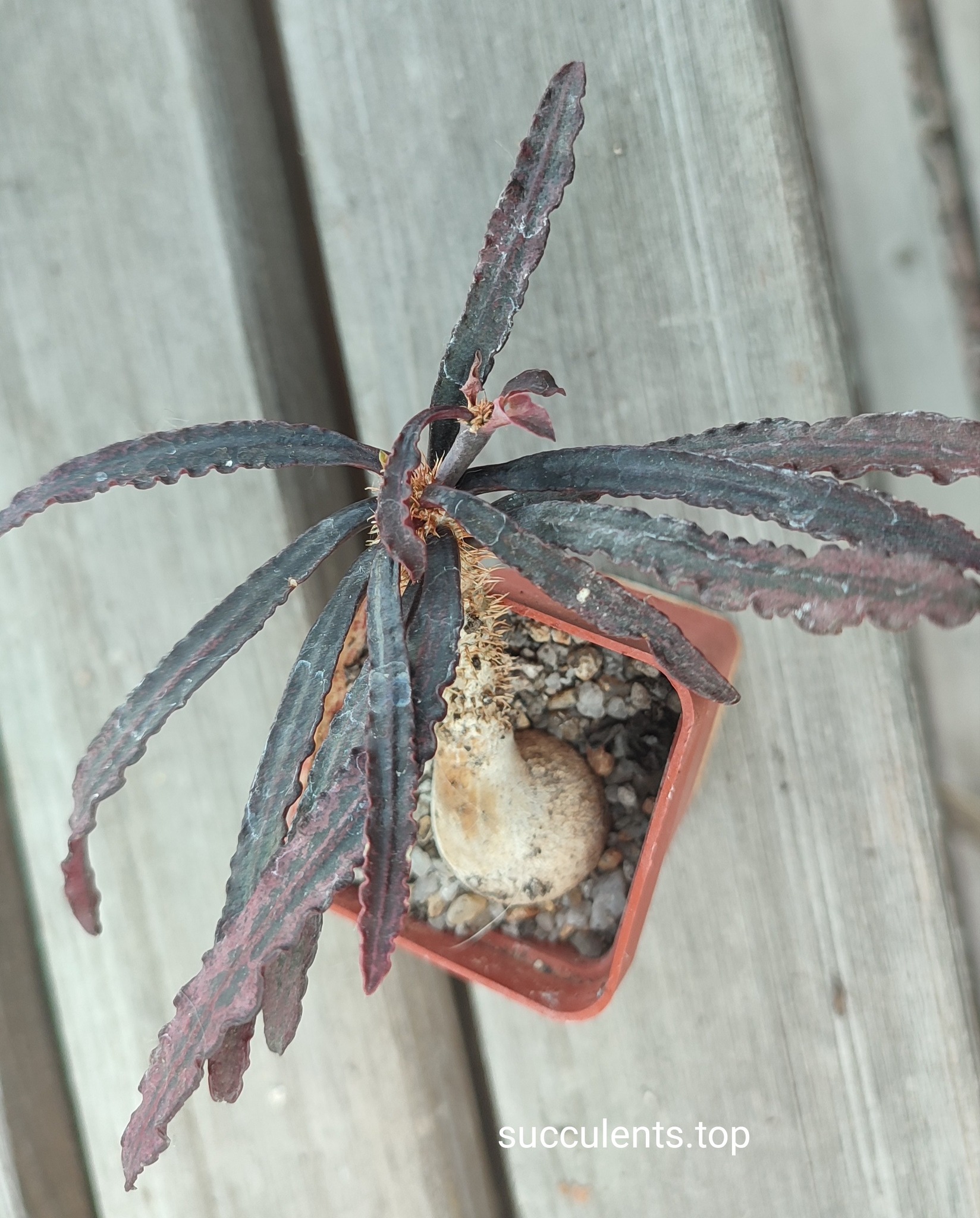 euphorbia francoisii red