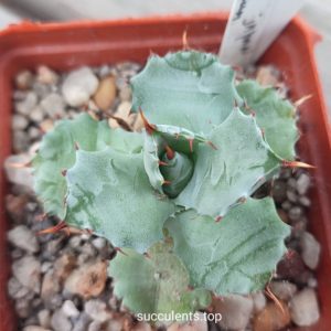 Agave potatorum Japan