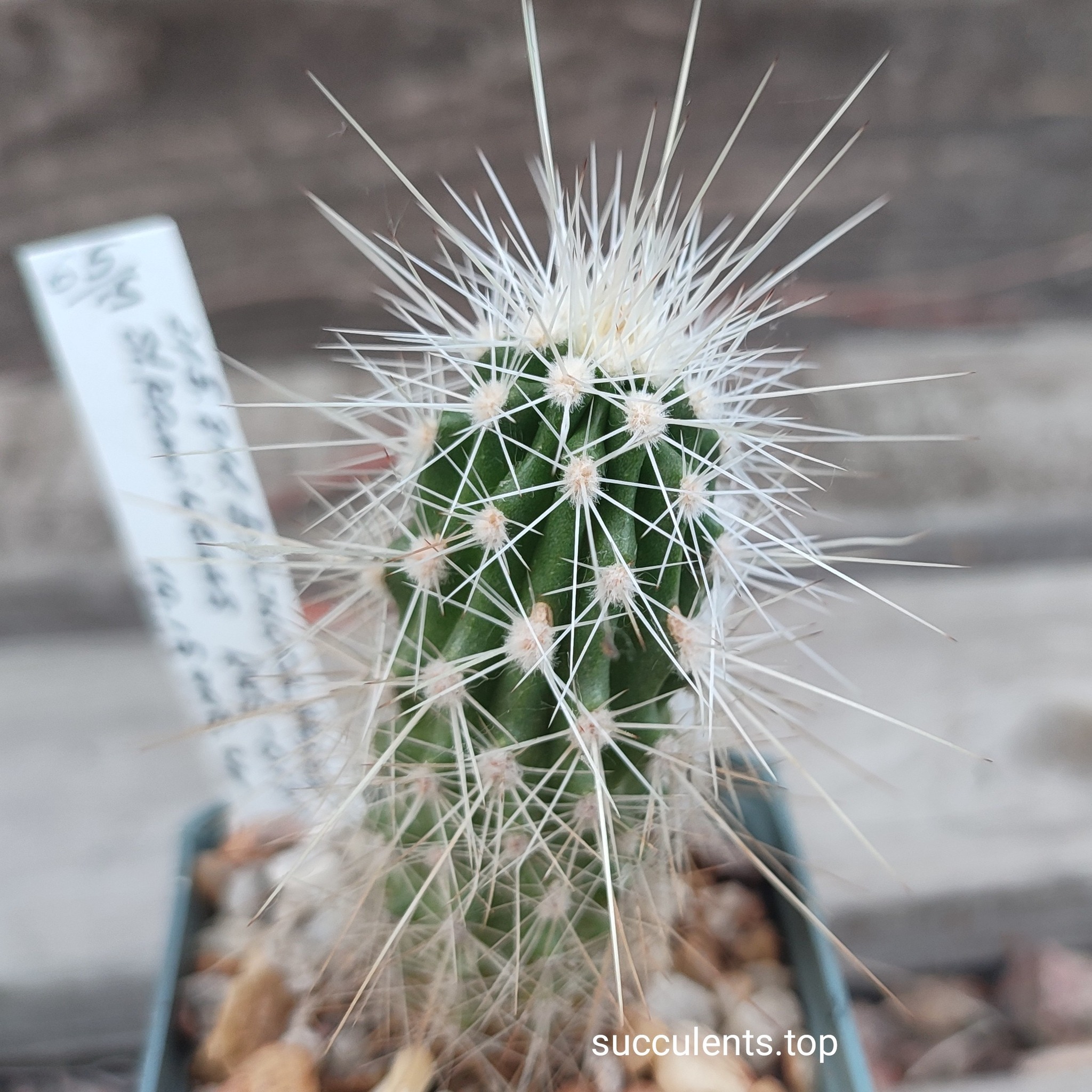 echinocereus stramineus RUS014
