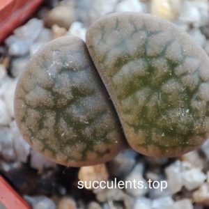 lithops hoockeri C175