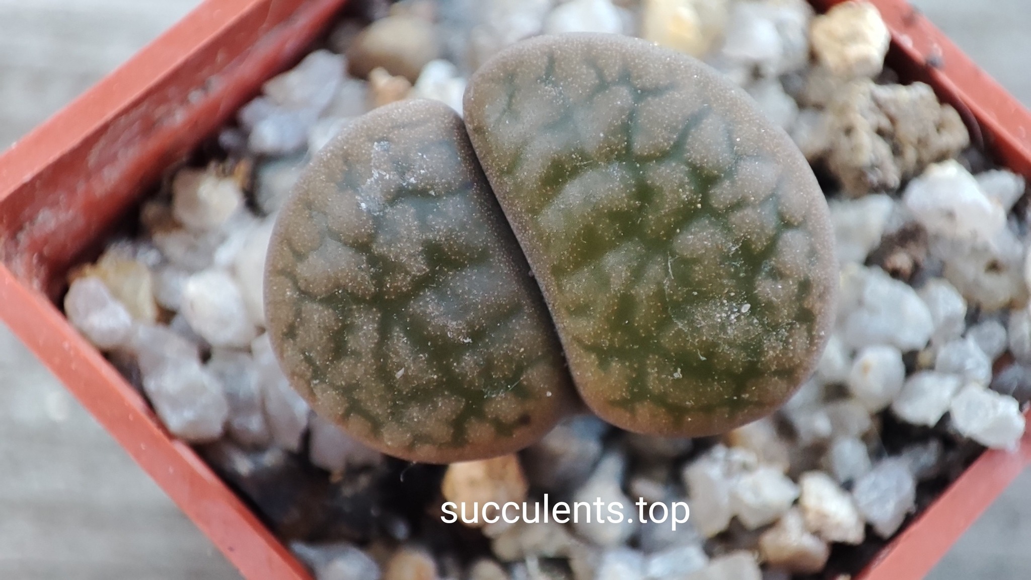 lithops hoockeri C175
