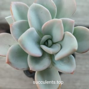 pachyveria orpet
