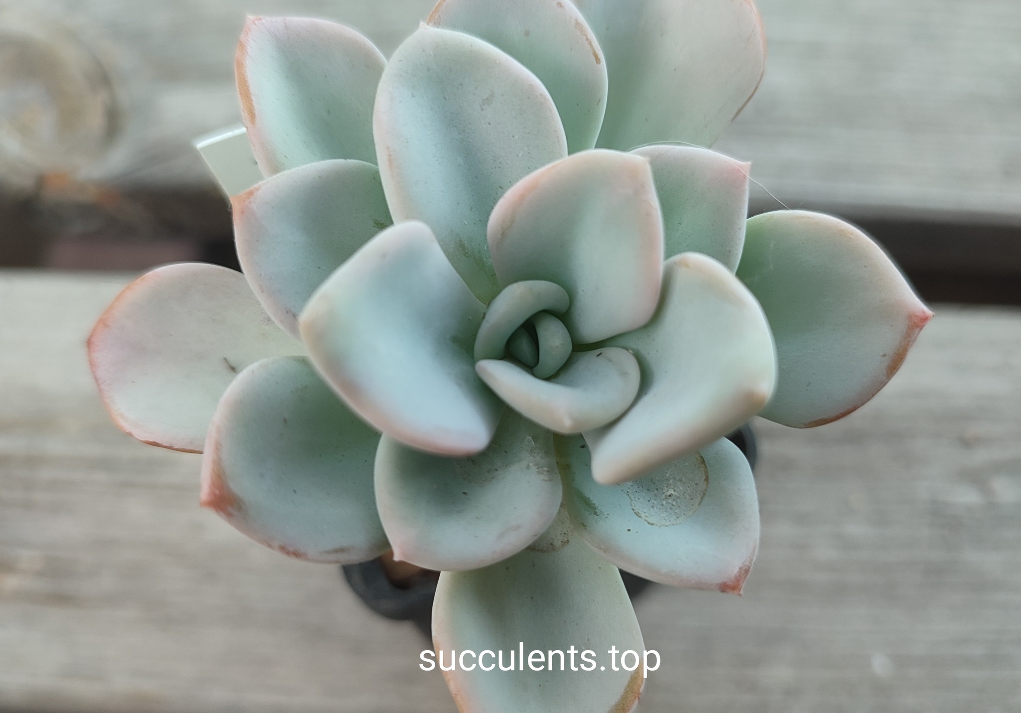 pachyveria orpet
