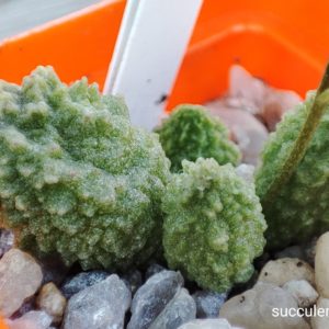 adromischus marianiae herrei green
