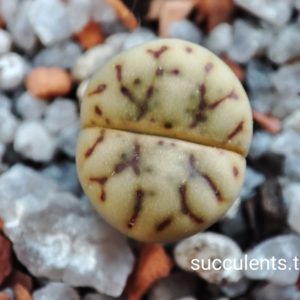 lithops hookeri C13