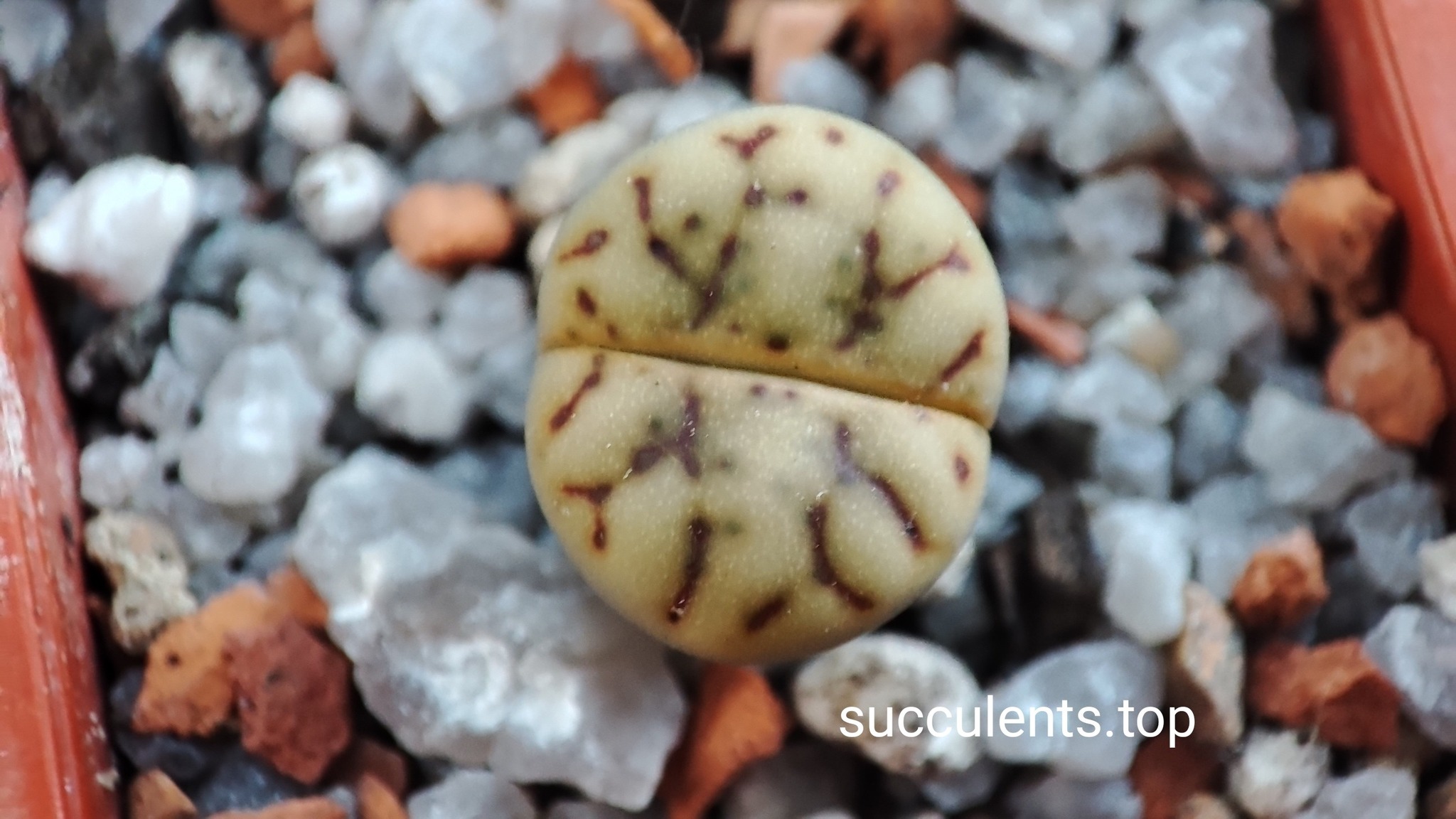 lithops hookeri C13