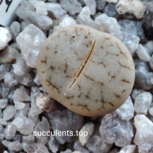 lithops pseudotruncatella C104