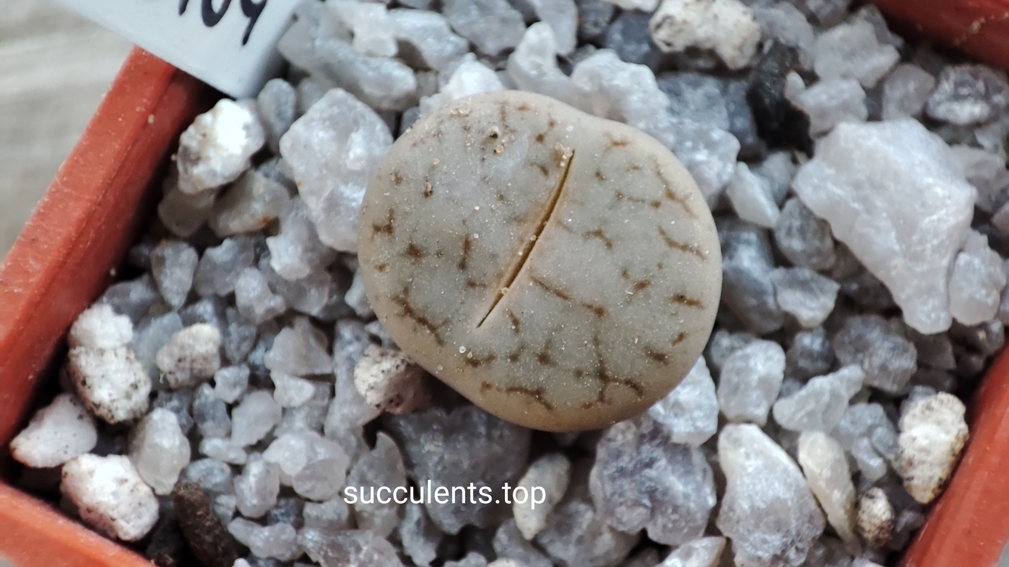 lithops pseudotruncatella C104