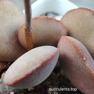 adromischus Halli
