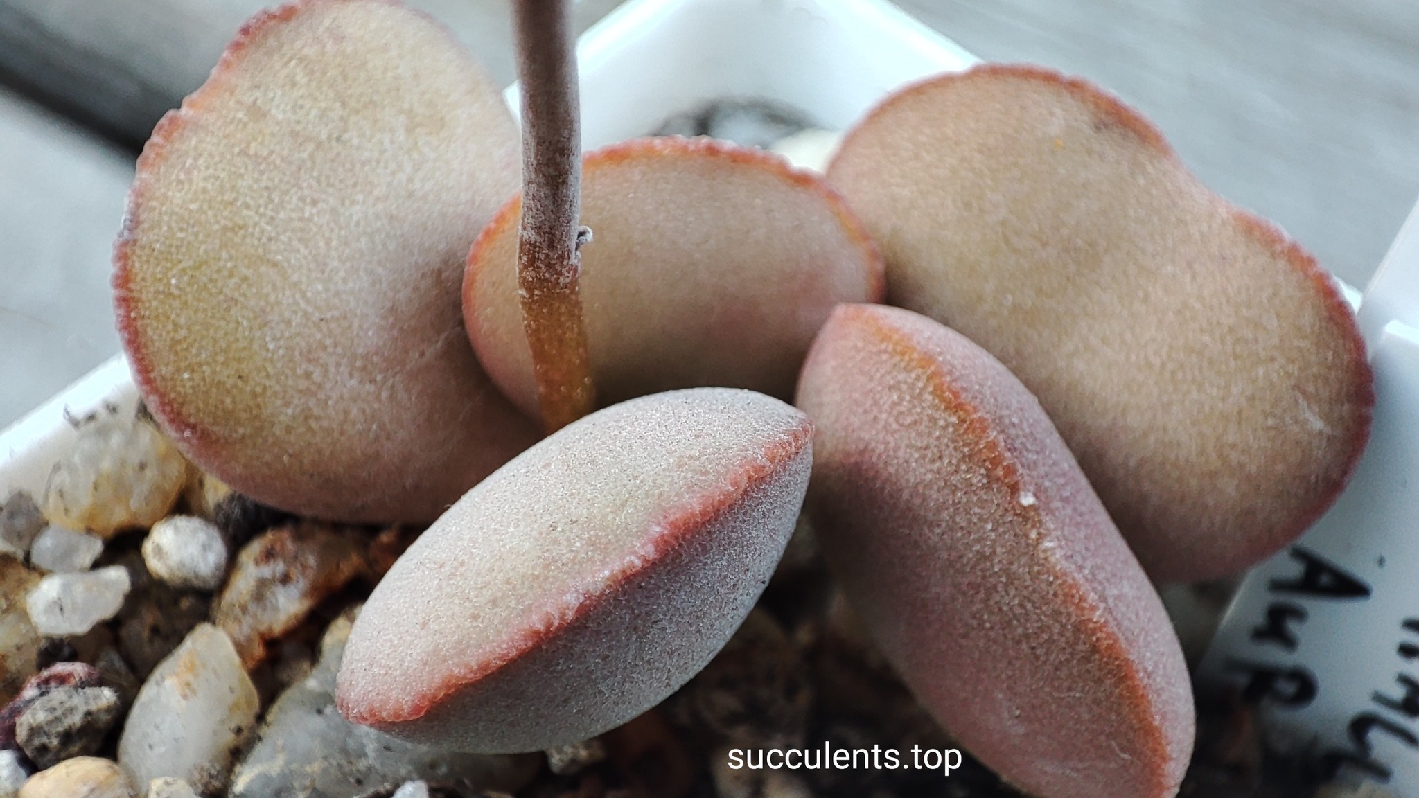 adromischus Halli