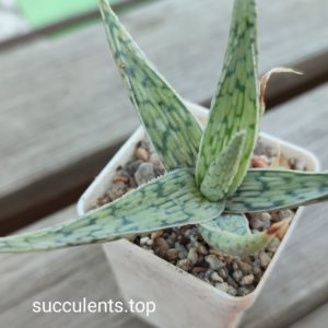 aloe cv