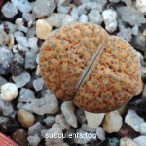 lithops fulviceps C179