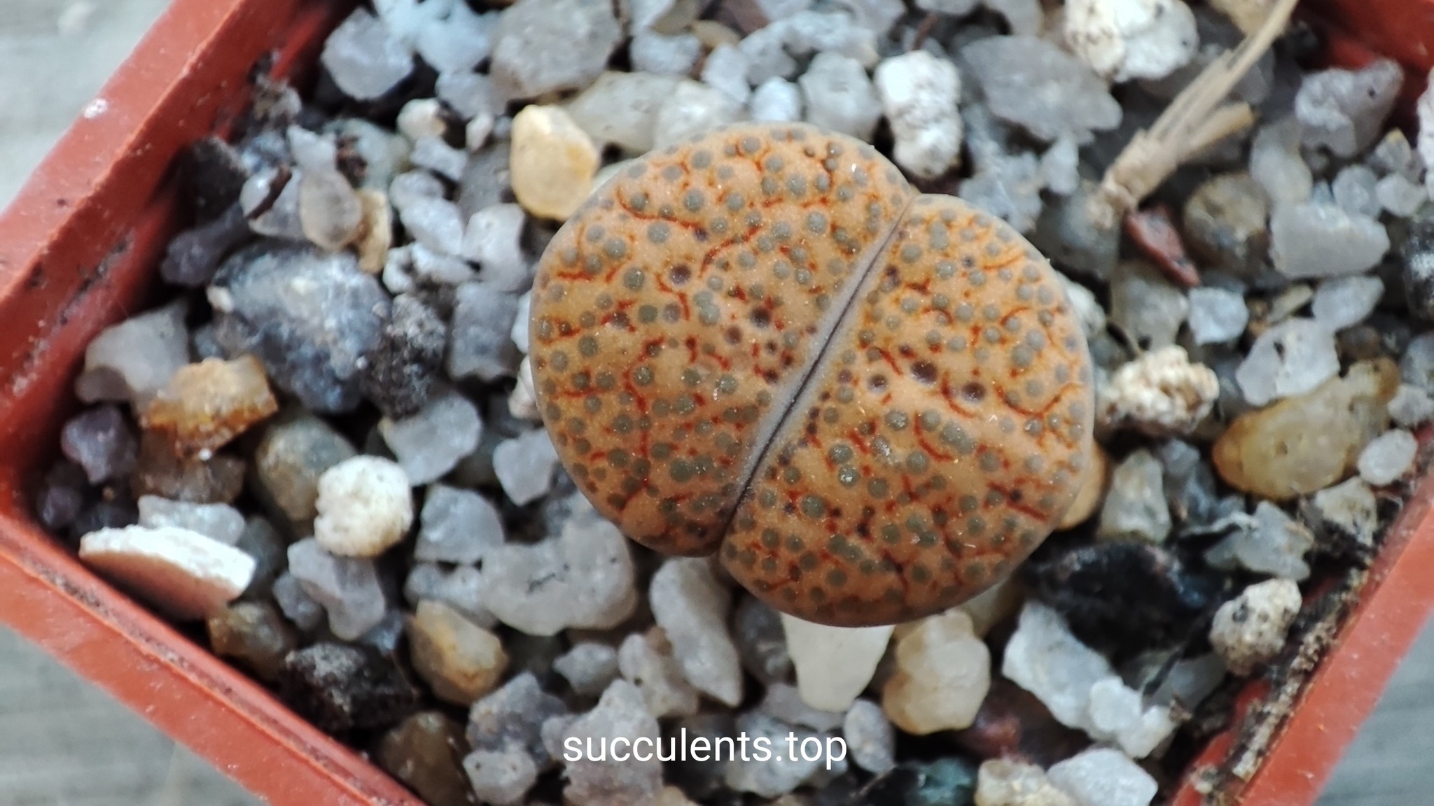 lithops fulviceps C179