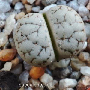 lithops gracilidelineata C373