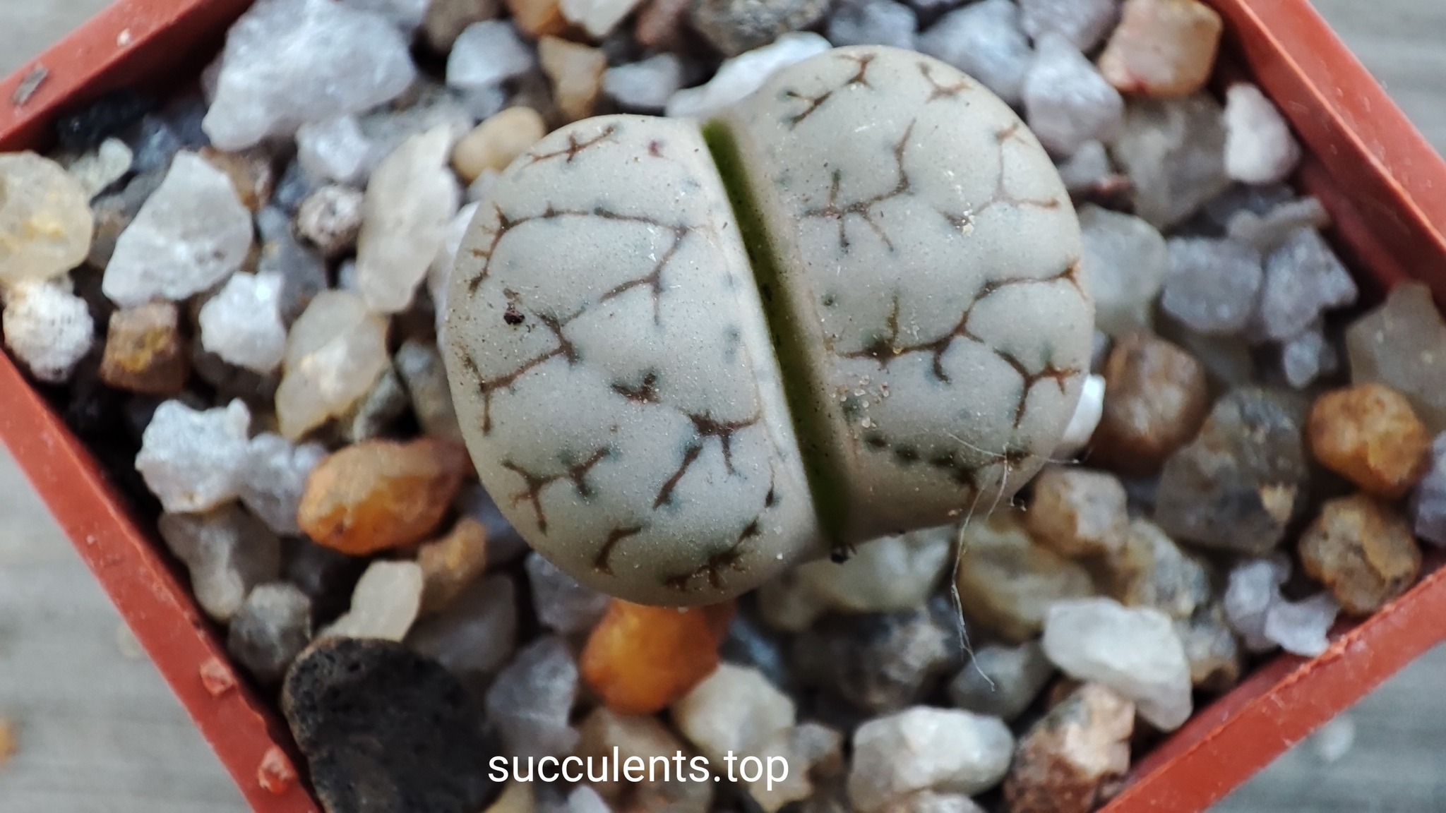 lithops gracilidelineata C373