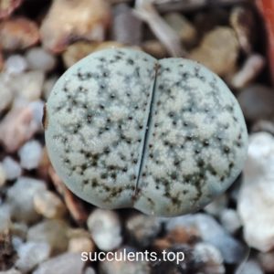 lithops verruculosa C179