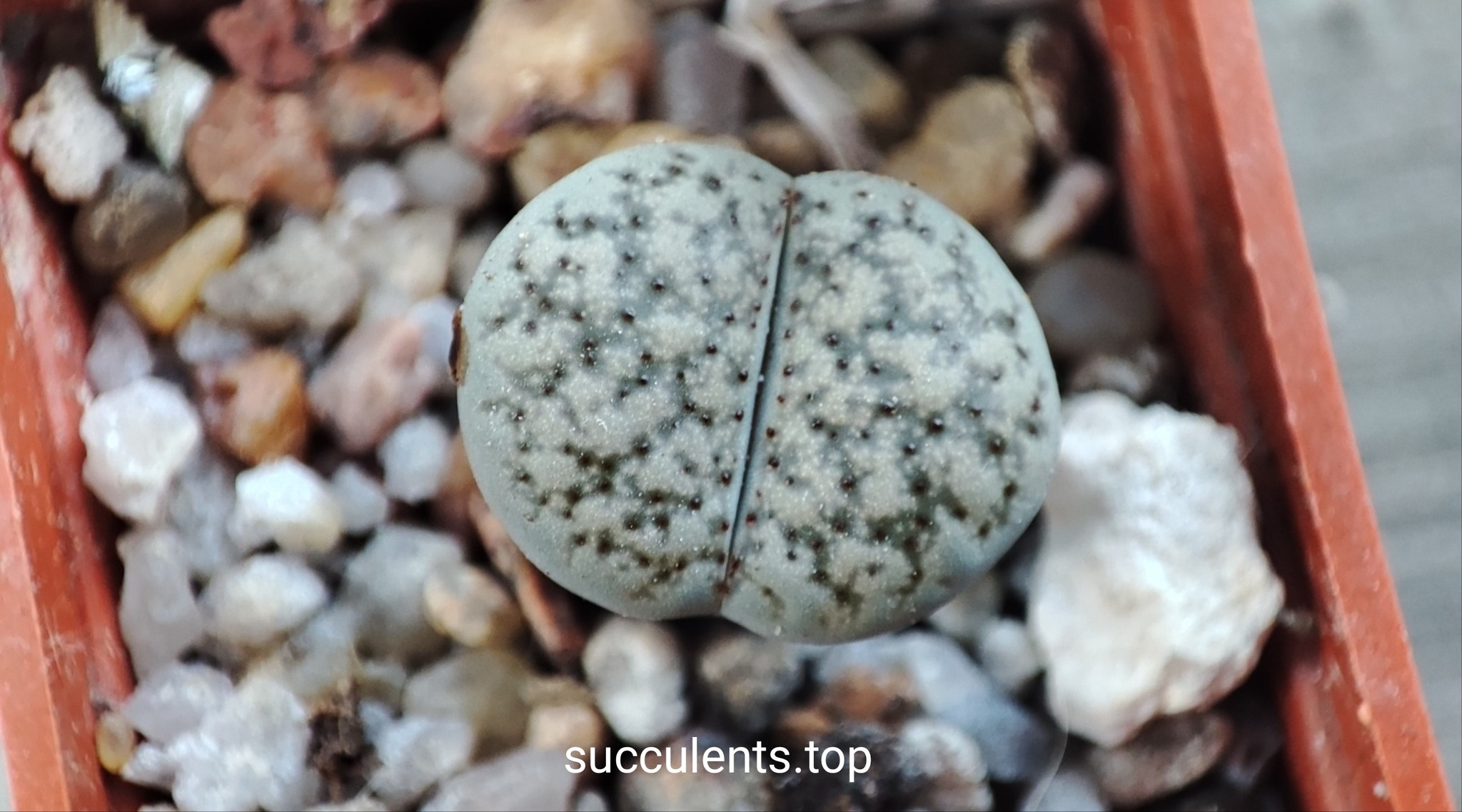 lithops verruculosa C179