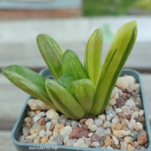 Haworthia cv Gold Rush