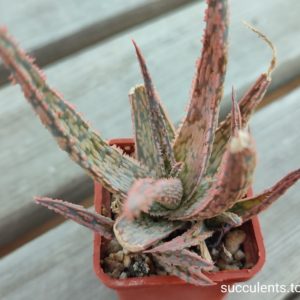 aloe cv
