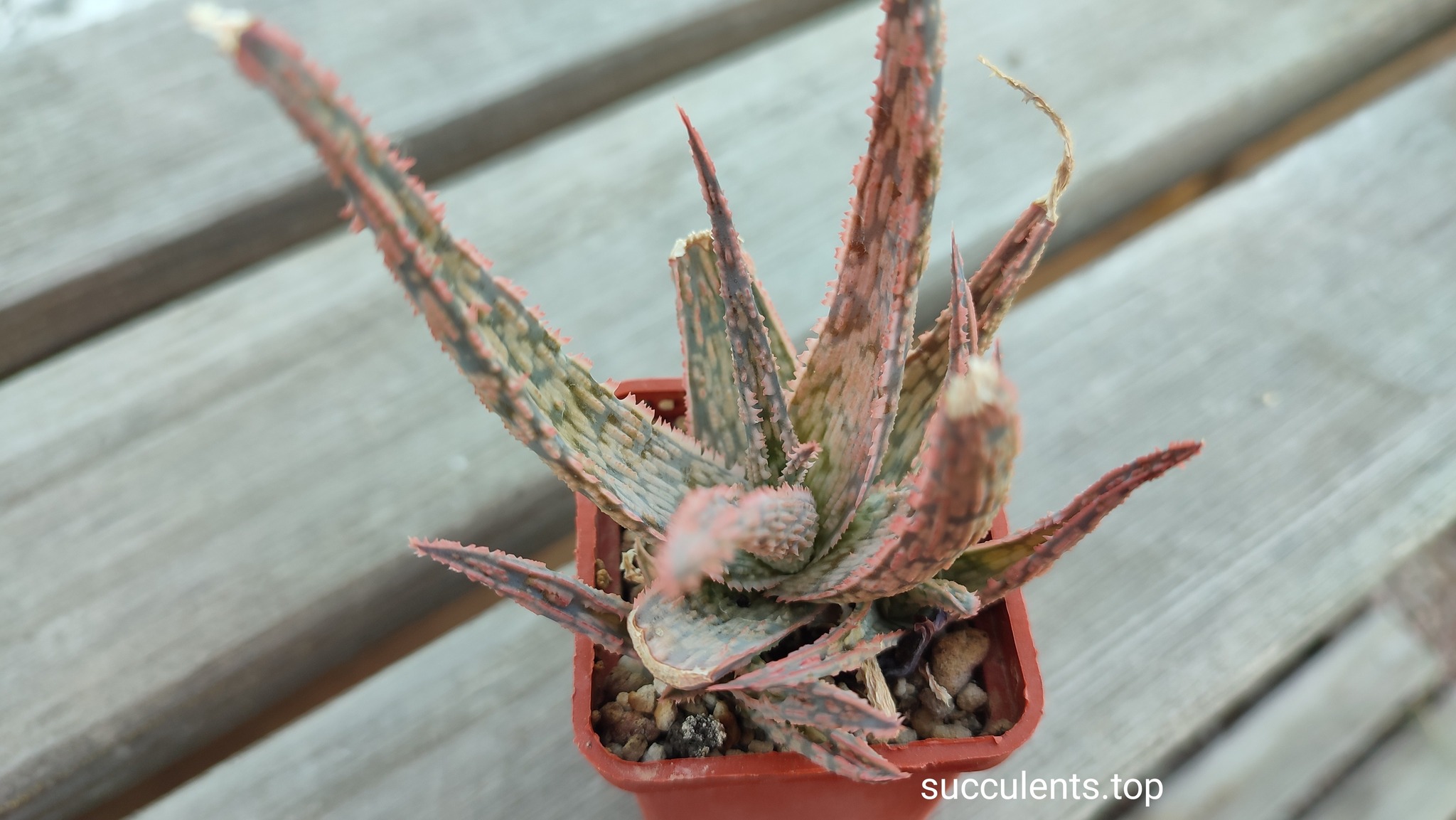 aloe cv