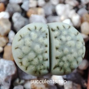 lithops julii c056