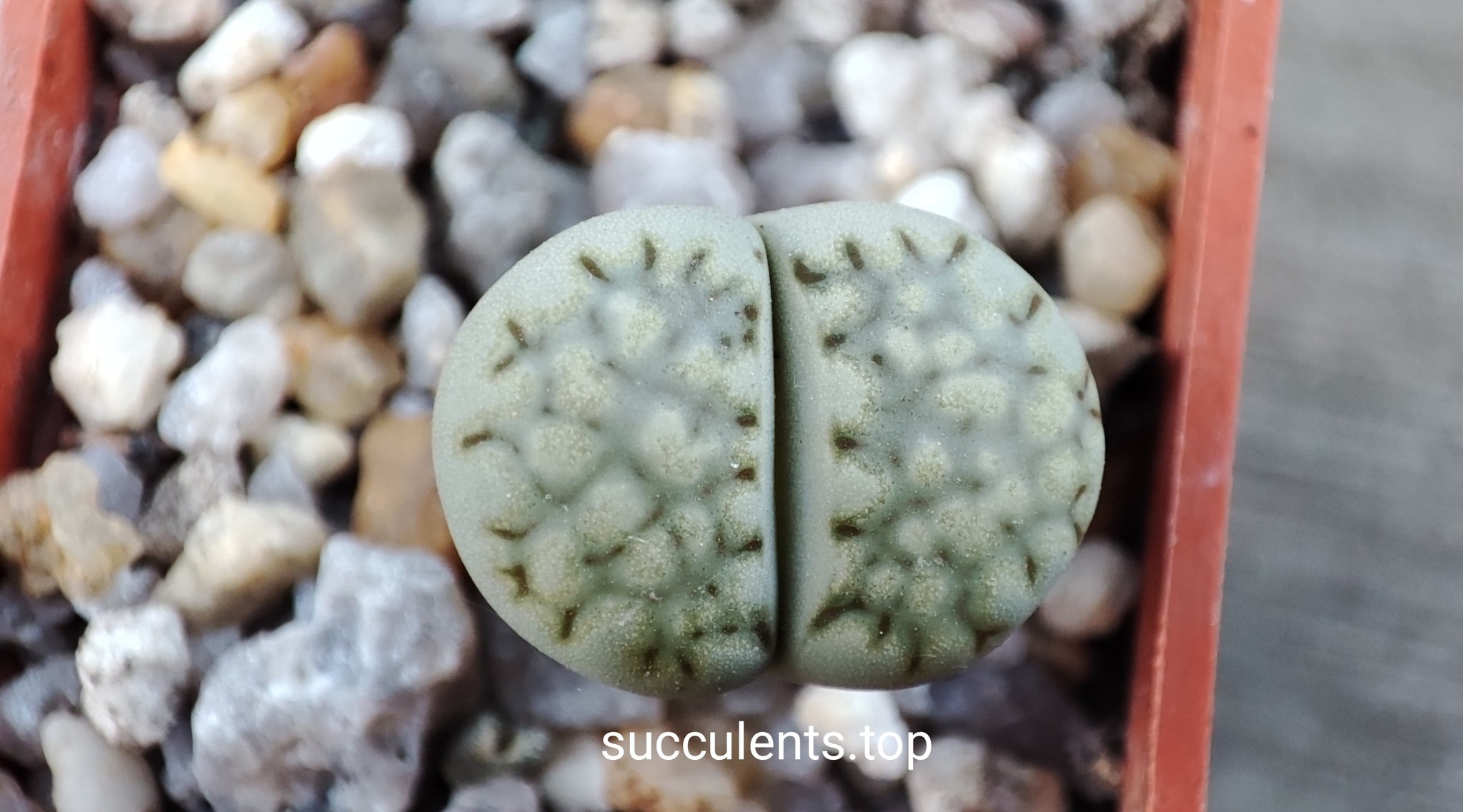 lithops julii c056