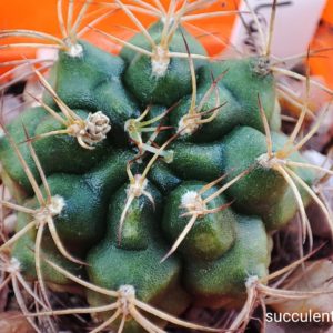 gymnocalicium damsii rotundulum