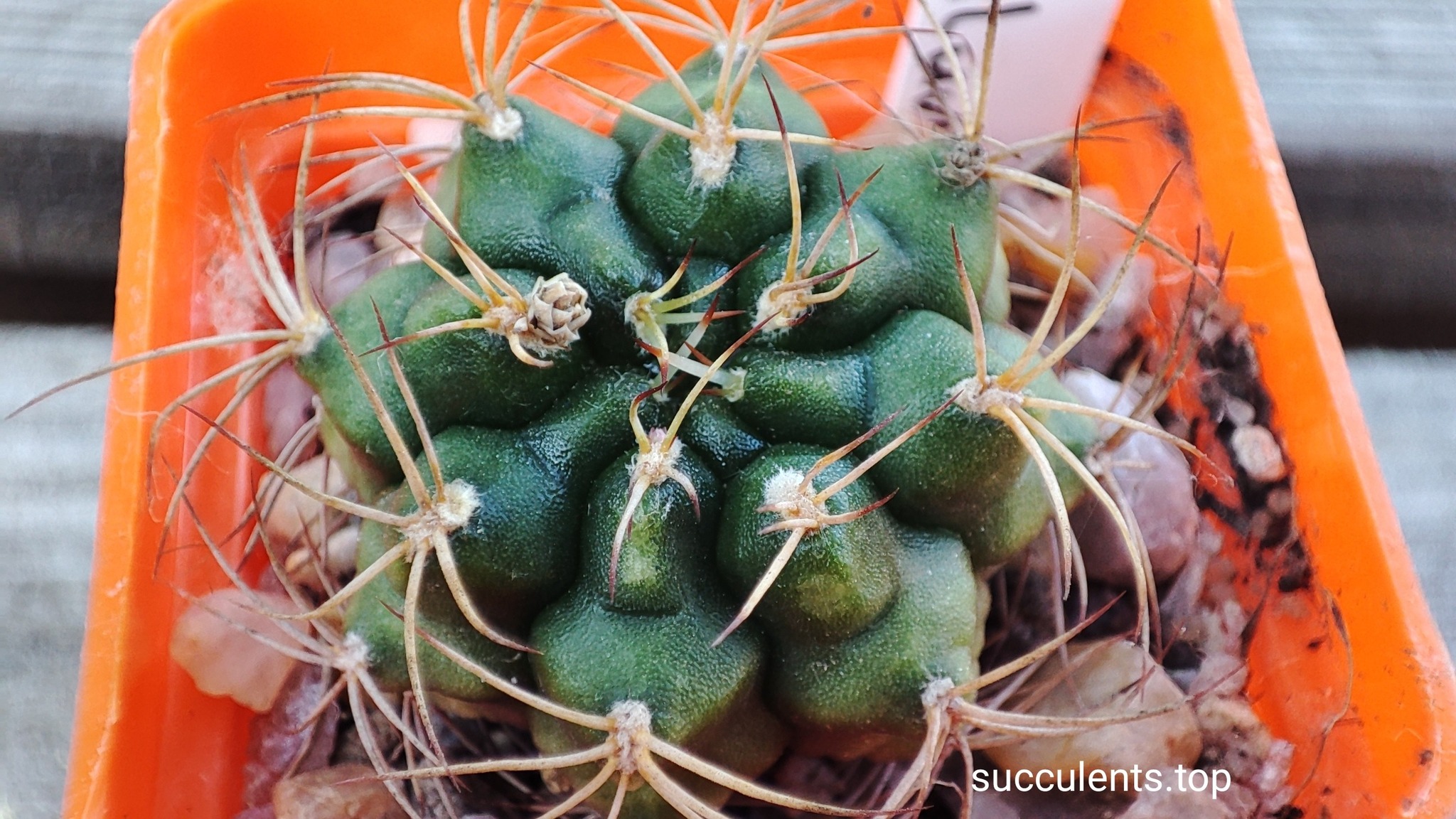 gymnocalicium damsii rotundulum