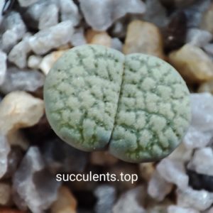 lithops verruculosa Rose of Texas