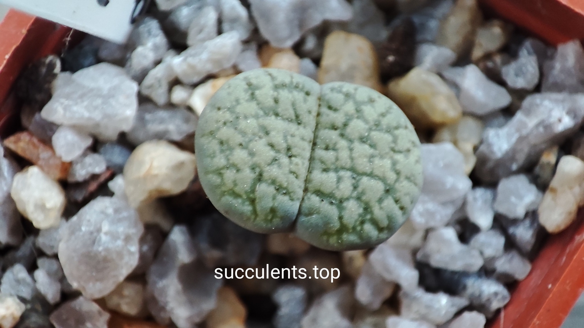 lithops verruculosa Rose of Texas