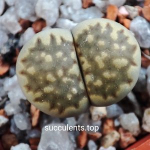 lithops julii Brown