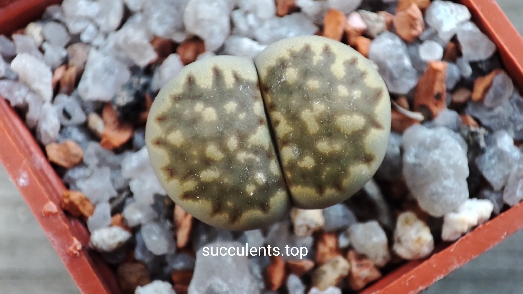 lithops julii Brown