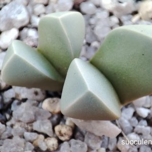 lapidaria margaretae