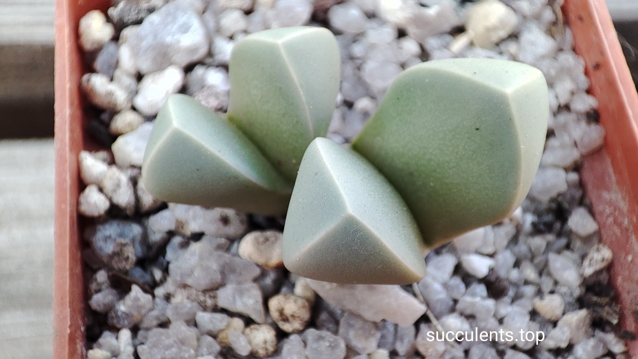 lapidaria margaretae