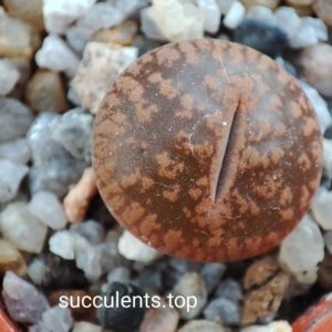 lithops aucampiae C256