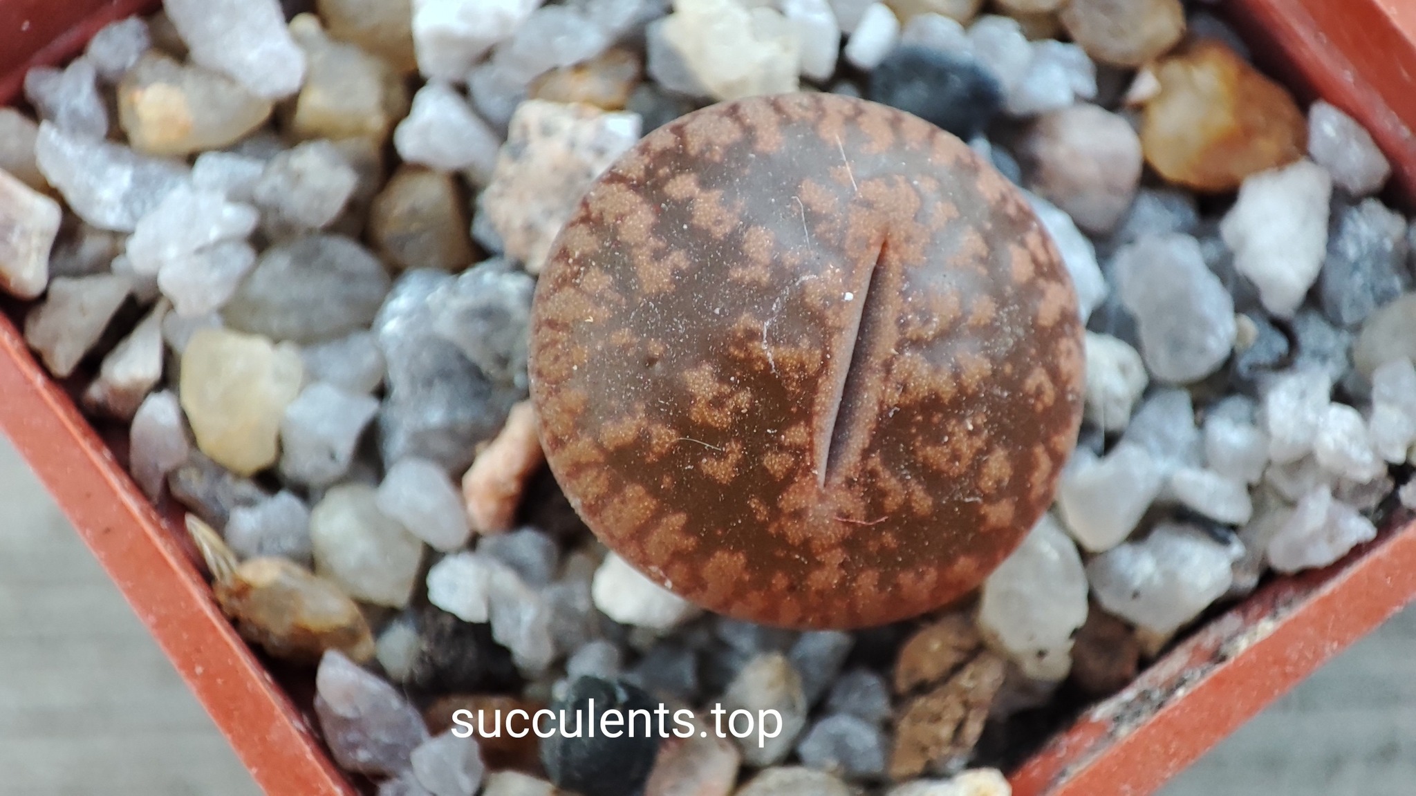 lithops aucampiae C256