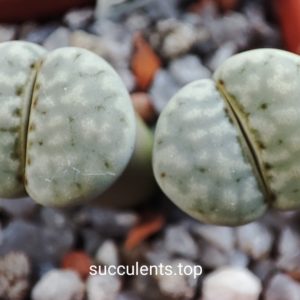 lithops julii C207