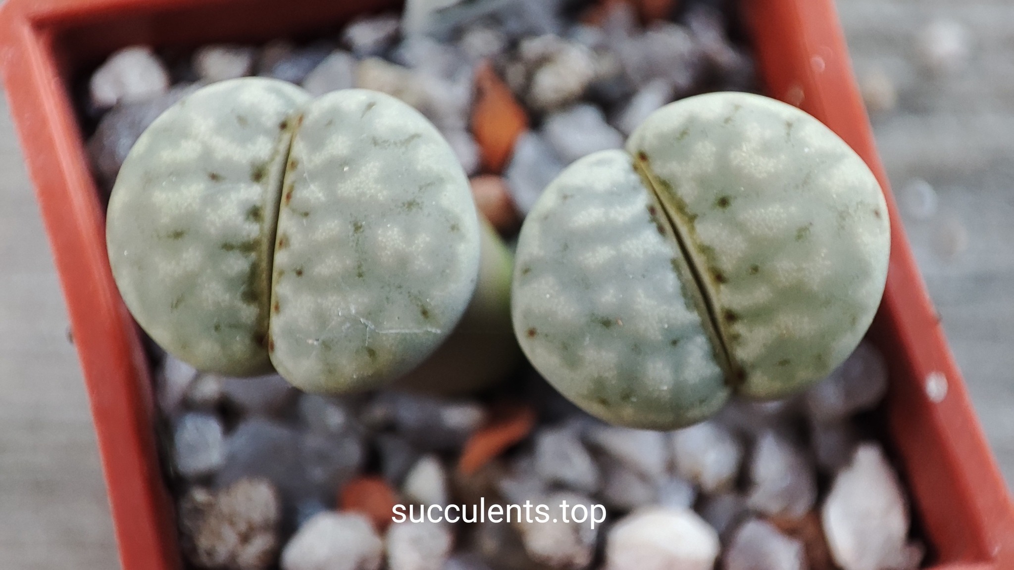 lithops julii C207