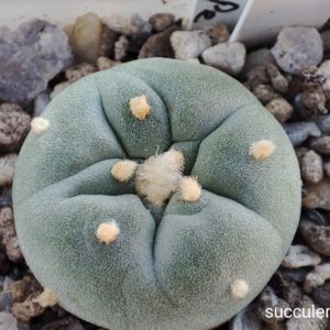 lophophora fricii La Pe