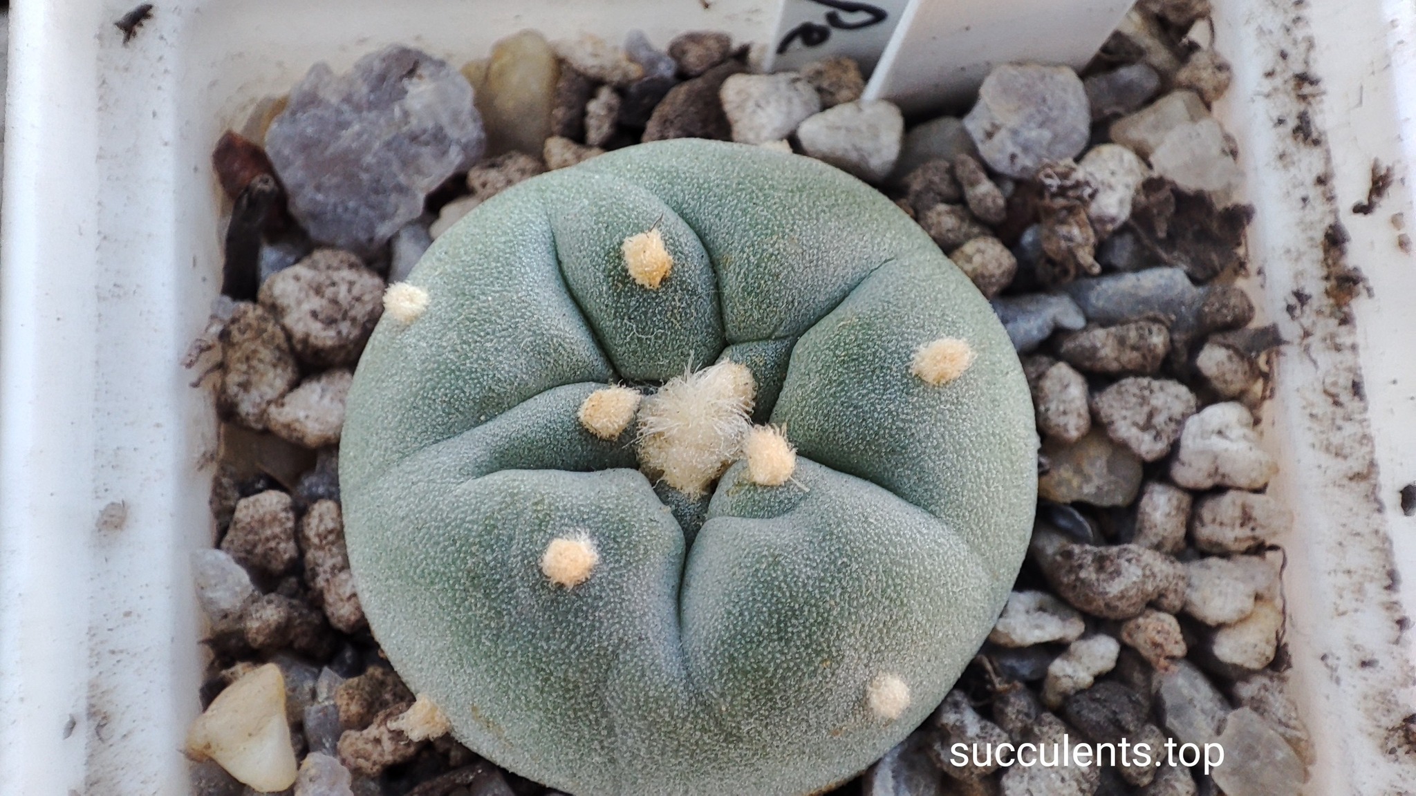 lophophora fricii La Pe