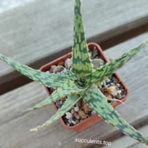aloe cv