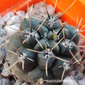 gymnocalycium p101