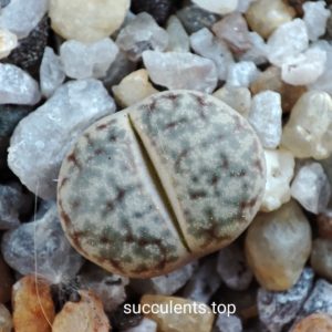 lithops pseudotruncatella C306
