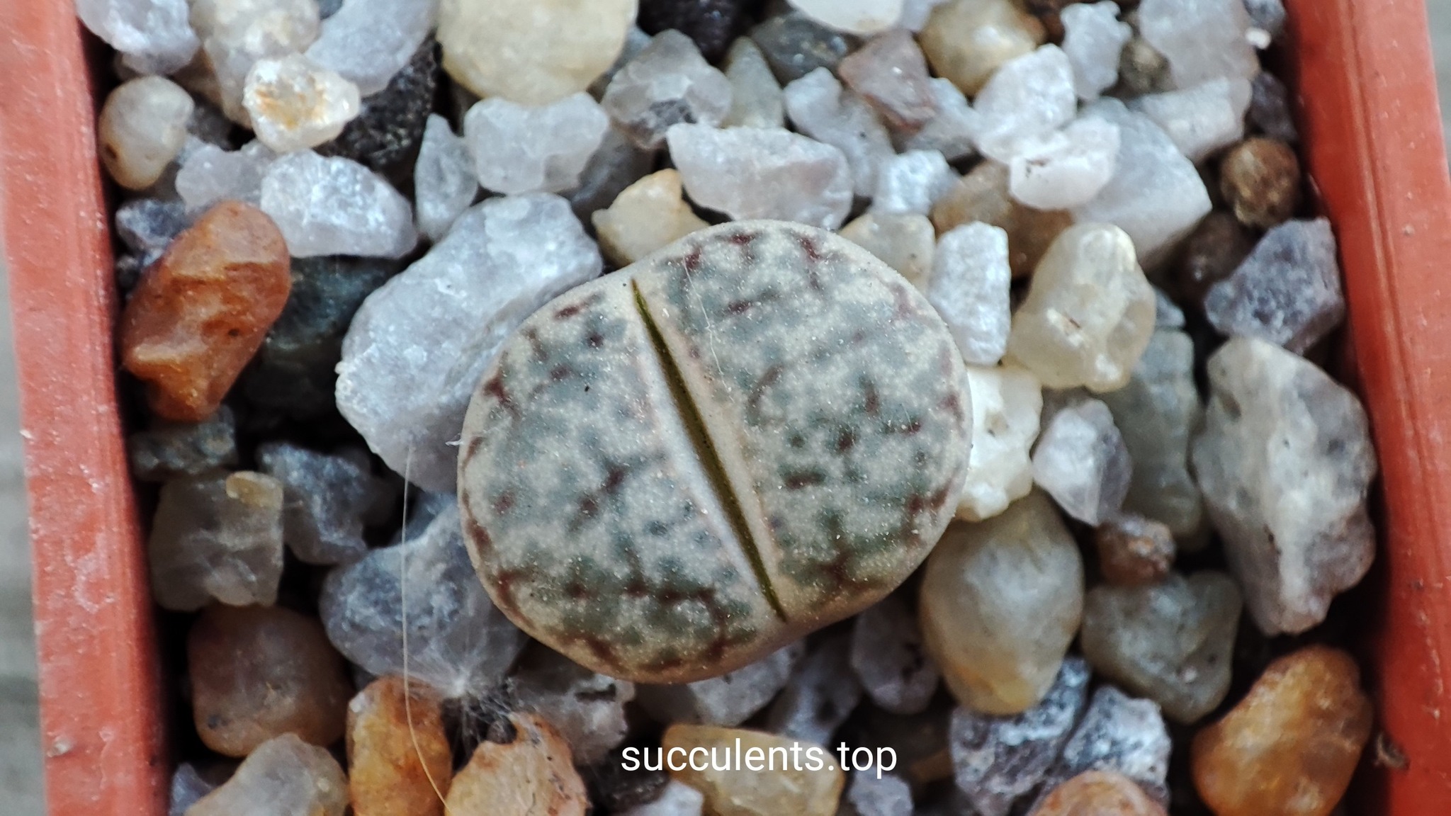 lithops pseudotruncatella C306