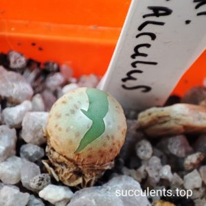 conophytum calculus